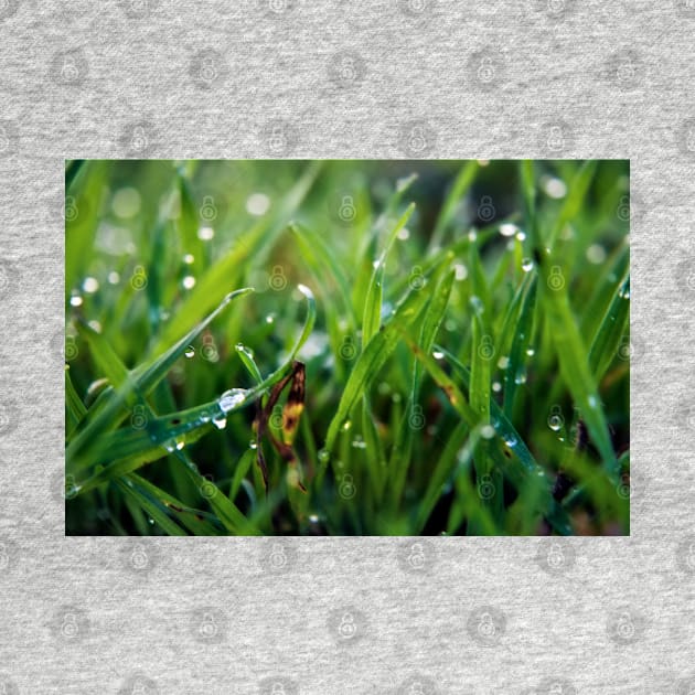 Dew Drop Grass by InspiraImage